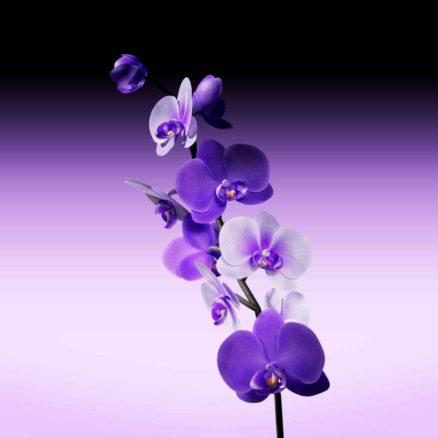 anz